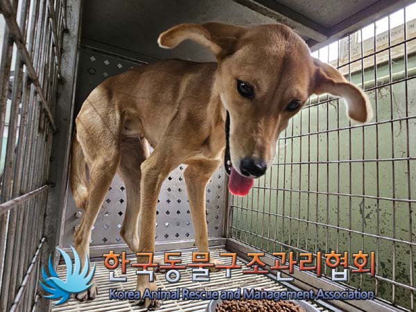 한국동물구조관리협회_441406202401734